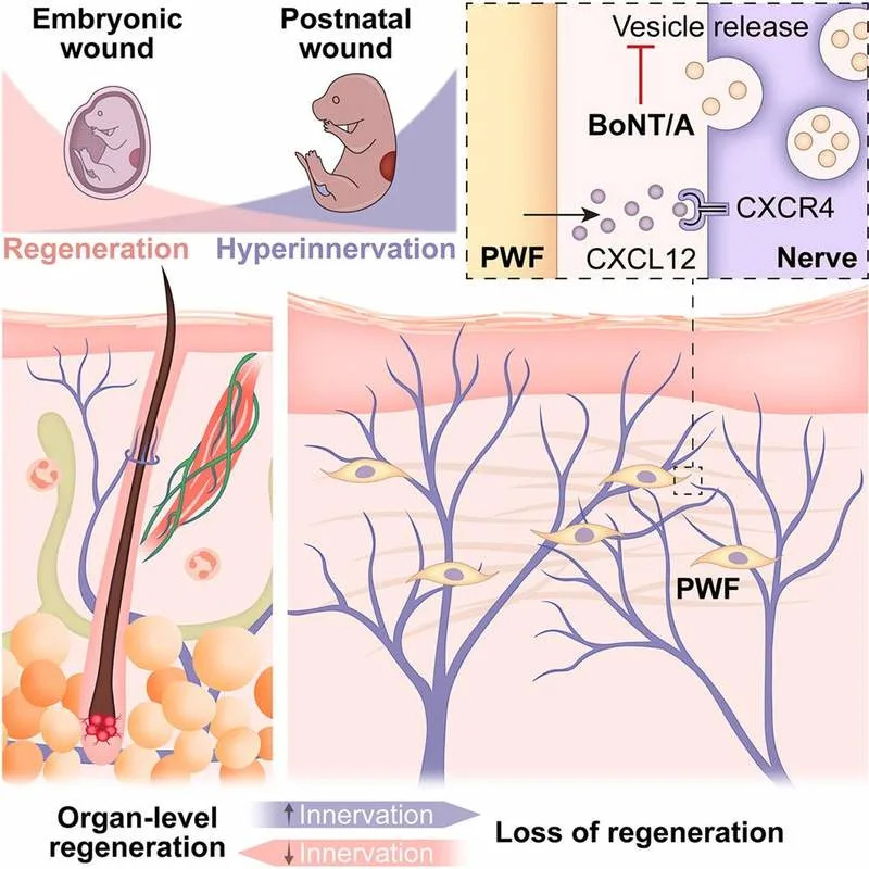 Otkriveno kako sprečiti ožiljke: blokiranje Cxcl12 vraća regeneraciju kože kod miševa