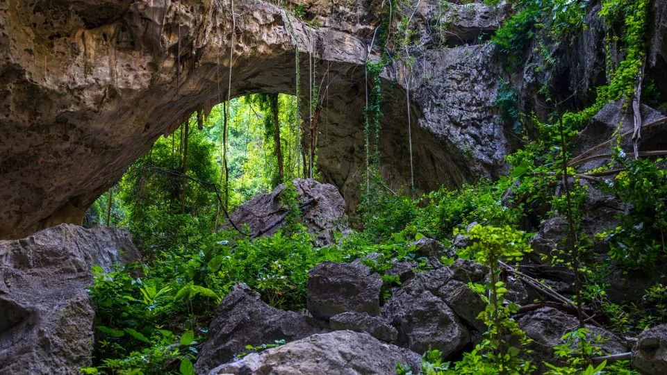 Tirkizna otrovnica, leteća zmija i novi gekoni: Otkrivene brojne nepoznate vrste u kambodžanskim pećinama