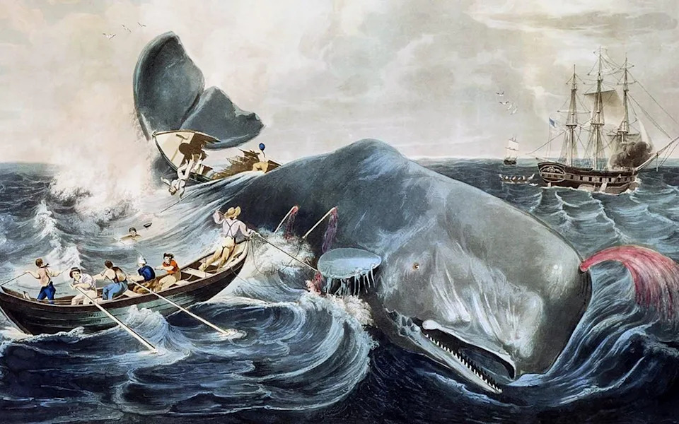 Prvi put snimljeno: spermatski kitovi udaraju glavom — napad koji je inspirisao Moby‑Dick