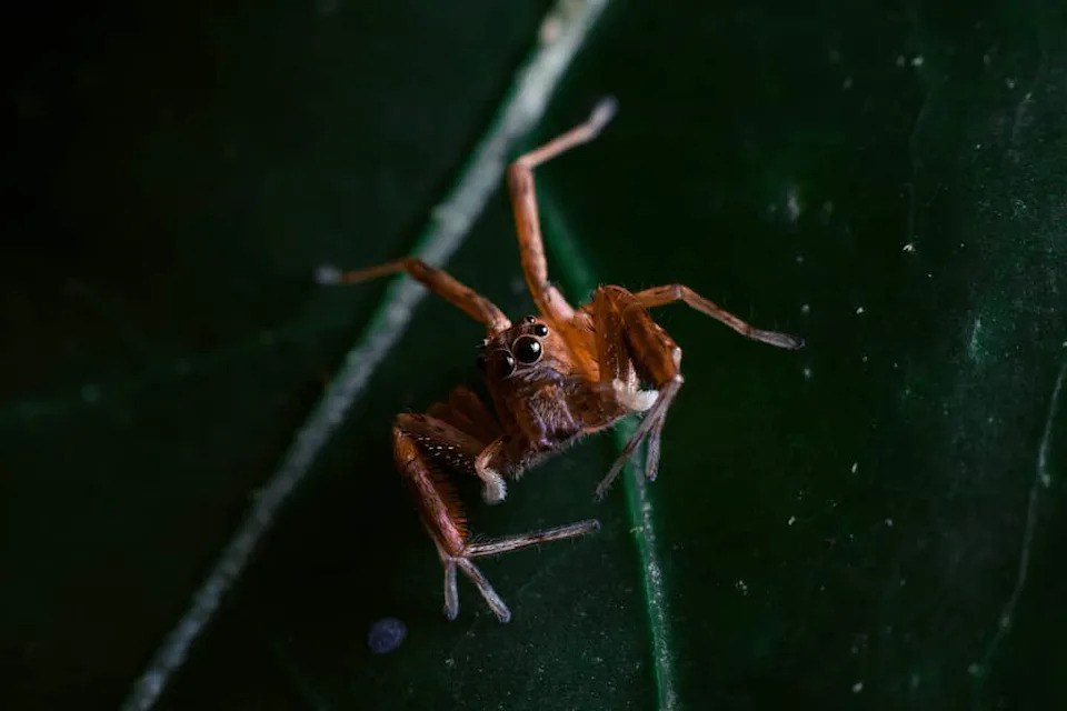 Kako Kraljice Bumbara Preživljavaju Poplave: Diapauza, 