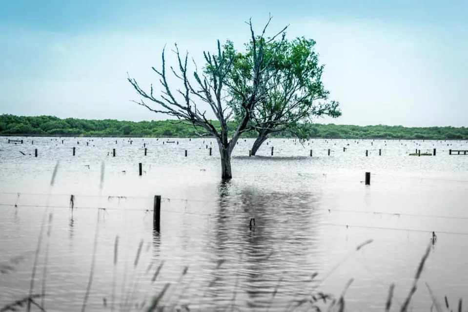Kako Kraljice Bumbara Preživljavaju Poplave: Diapauza, 