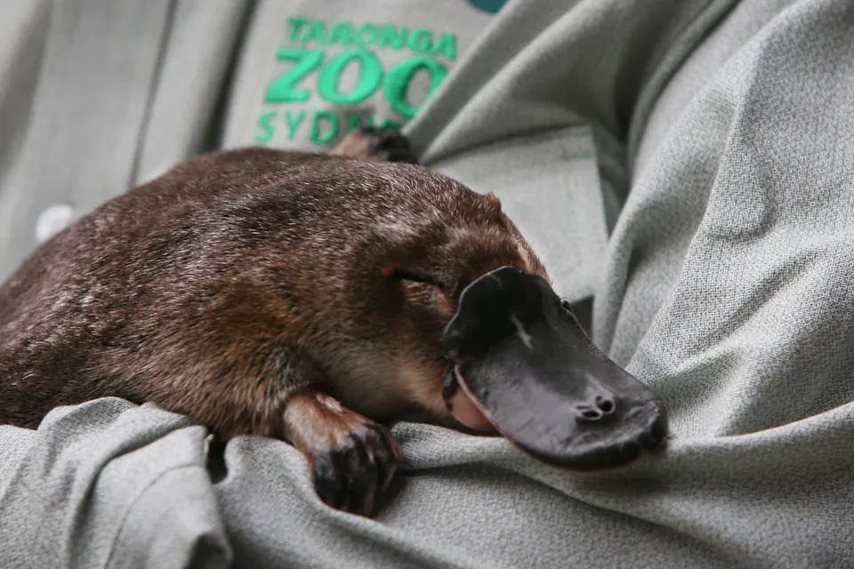 Novo Istraživanje Otkriva: Melanozomi Platipusa Su Šuplji i Sferni — Karakteristika Dosad Pripada Samo Pticama