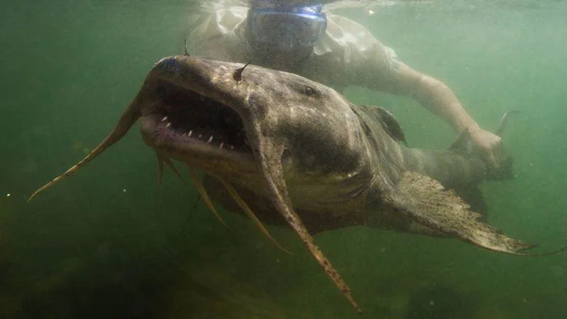 Alarmantni Pad Migratornih Slatkovodnih Riba: UN Predlaže Globalnu Zaštitu 30 Prioritetnih Vrsta