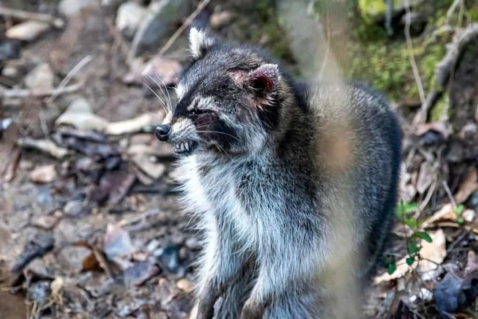 Studija UC San Diego: Mnogi životinjski virusi već mogu da inficiraju ljude