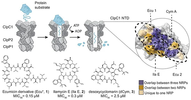 Novi trag u borbi protiv tuberkuloze: tri spoja ciljaju ključni proteinski kompleks