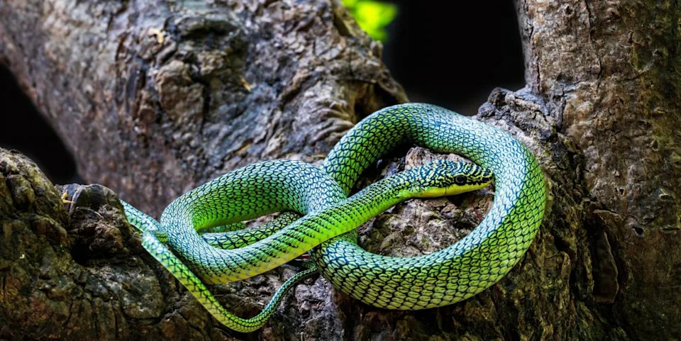 Otkrivene Retke I Nove Vrste U Kambodžanskim Pećinama — Među Njima Fluorescentno-Tirkizna Pit Vipera