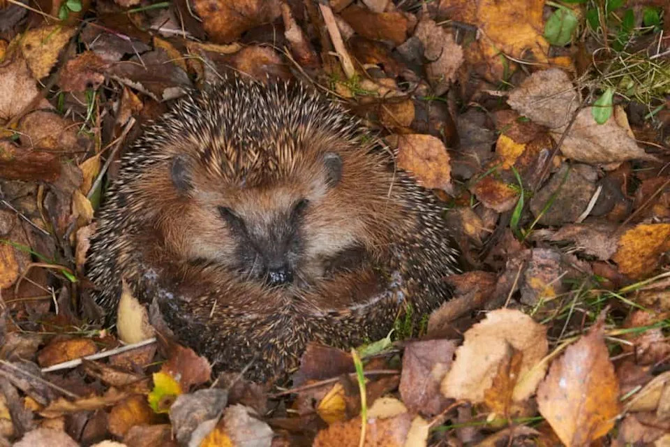 Otkriveno: Evropski Jež Čuje Ultrazvuk Do 85 kHz — Mogućnost Zaštite Od Automobila i Robot-kosilica