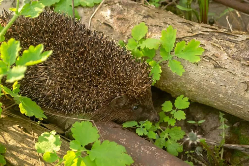 Otkriveno: Evropski Jež Čuje Ultrazvuk Do 85 kHz — Mogućnost Zaštite Od Automobila i Robot-kosilica