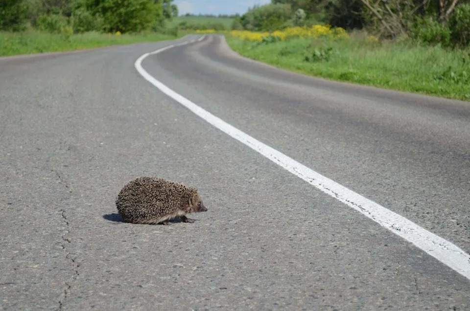 Otkriveno: Evropski Jež Čuje Ultrazvuk Do 85 kHz — Mogućnost Zaštite Od Automobila i Robot-kosilica