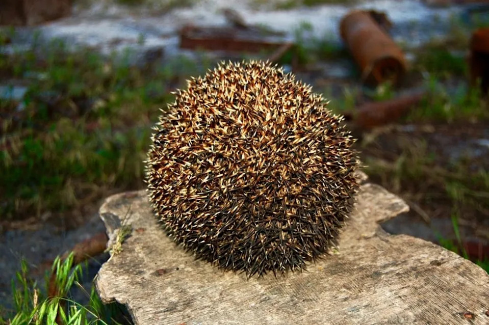 Otkriveno: Evropski Jež Čuje Ultrazvuk Do 85 kHz — Mogućnost Zaštite Od Automobila i Robot-kosilica