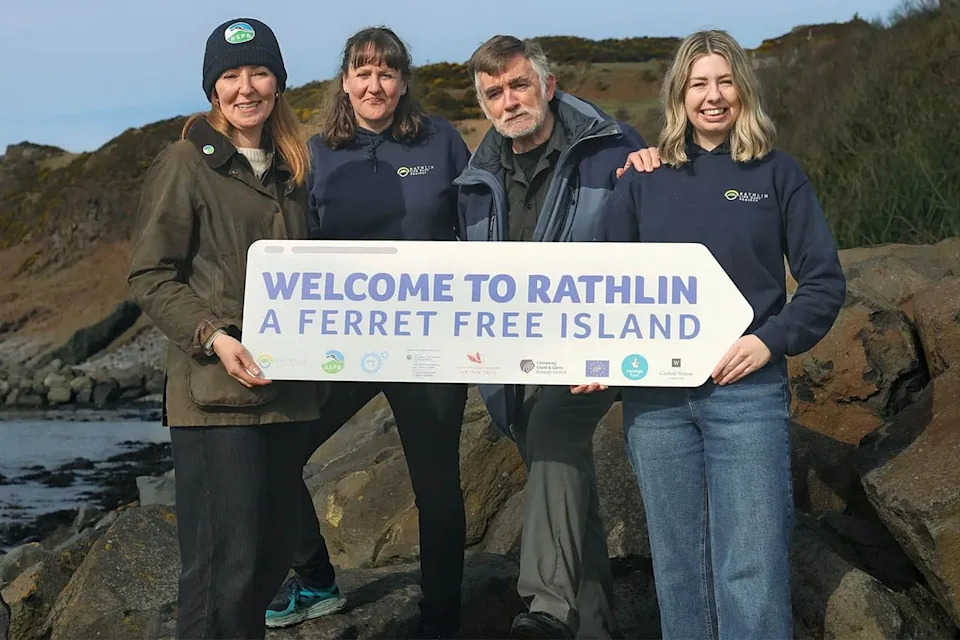 Rathlin Island Declared Ferret-Free After Pioneering Eradication That Protects 250,000+ Seabirds