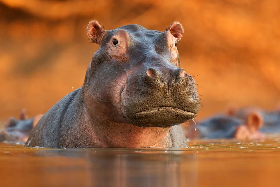 Trainee Veterinarian, 27, Killed by Pregnant Hippo at Shivamogga Safari — Investigation Underway