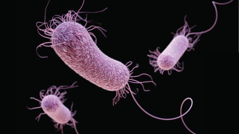 Suša Podiže Rizik Od Antibiotske Otpornosti — Klimatske Promene Mogu Podstaći 'Superbakterije'