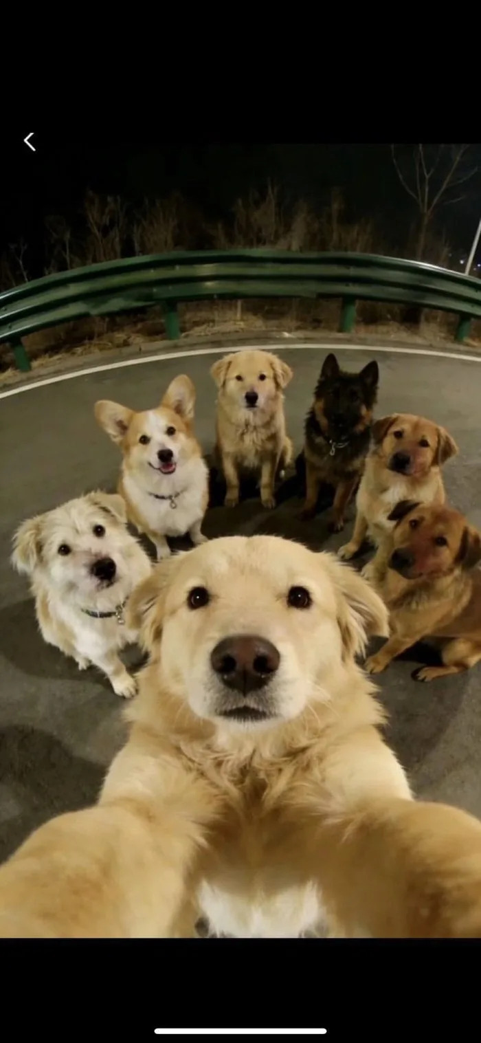 Provera činjenica: Selfi sa sedam pasa iz Kine najverovatnije je AI‑generisan — nije stvarna fotografija