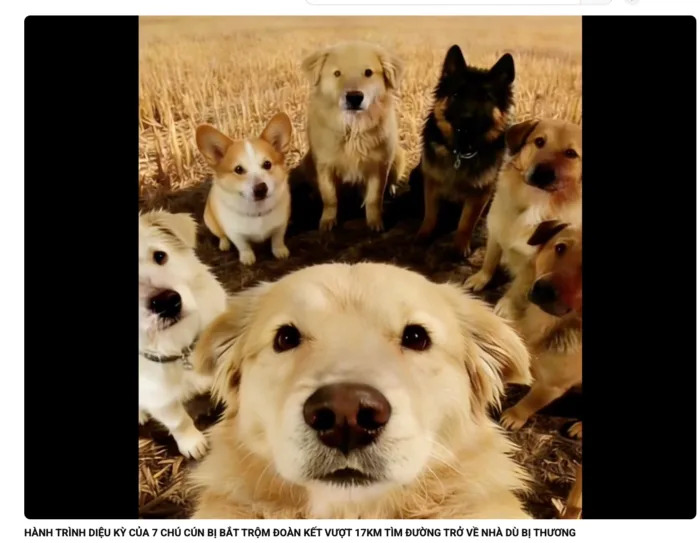 Provera činjenica: Selfi sa sedam pasa iz Kine najverovatnije je AI‑generisan — nije stvarna fotografija