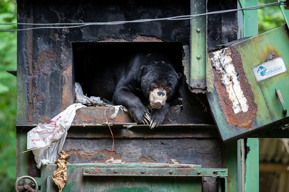 Razigrani iberijski ris 