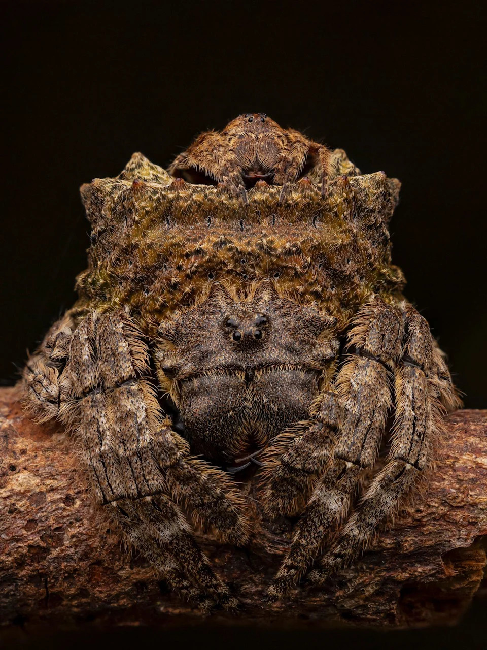 Razigrani iberijski ris 