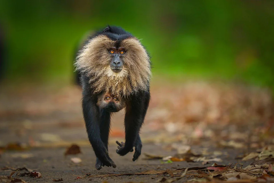 Razigrani iberijski ris 