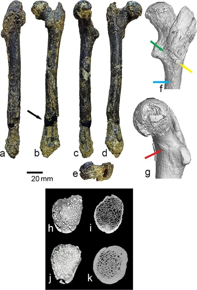 Femur Star 7,2 Miliona Godina Iz Bugarske: Da Li Je Graecopithecus Bio Rani Hominin?