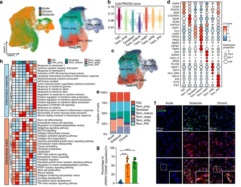Novo istraživanje otkriva zašto povrede rotatorne manžetne ostavljaju dugotrajne ožiljke — moguće nove terapije
