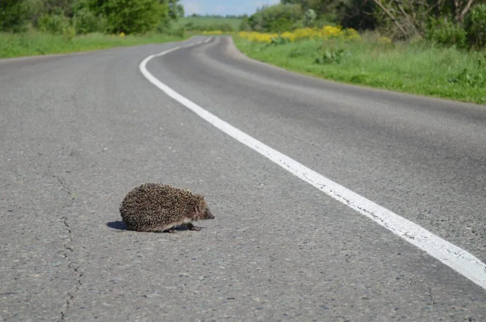 Novi alat otkriva rane znake genetskog kolapsa kod divljih životinja — upozorenje pre nego što bude prekasno