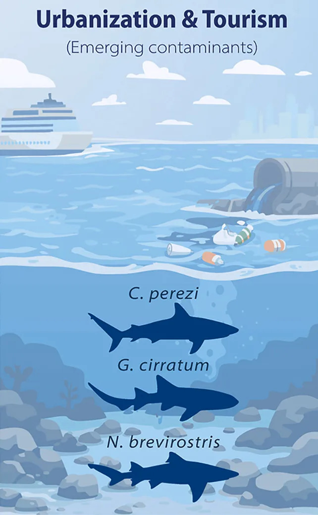 Ajkule na Bahamima Otkrile Tragove Kokaina, Kofeina i Analgetika — Studija Upozorava Na Zagađenje More