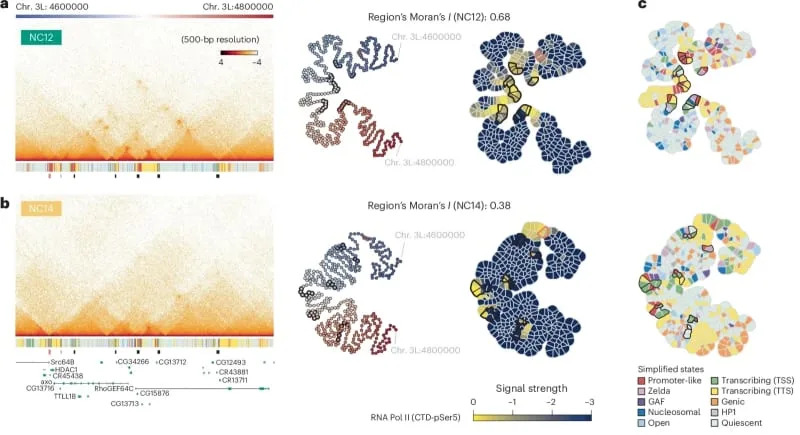 Genom Se Organizuje Daleko Ranije: Pico-C Otkriva Ranu 3D Arhitekturu DNK
