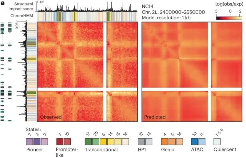 Genom Se Organizuje Daleko Ranije: Pico-C Otkriva Ranu 3D Arhitekturu DNK
