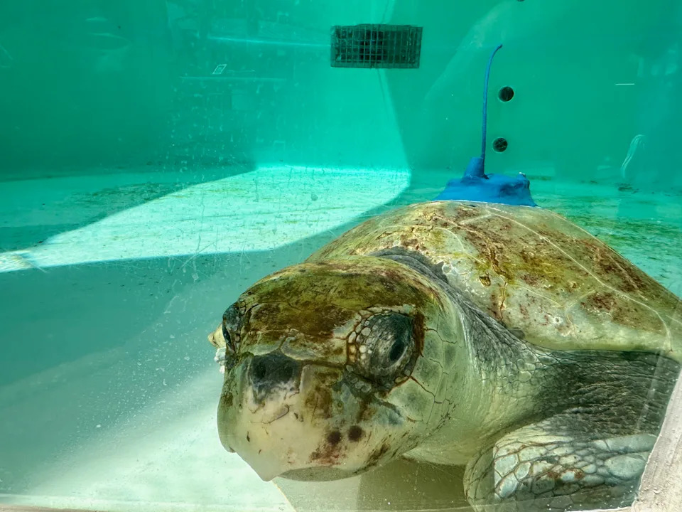 Three-Limbed Kemp's Ridley 'Amelie' Released and Tracked by Satellite After Amputation