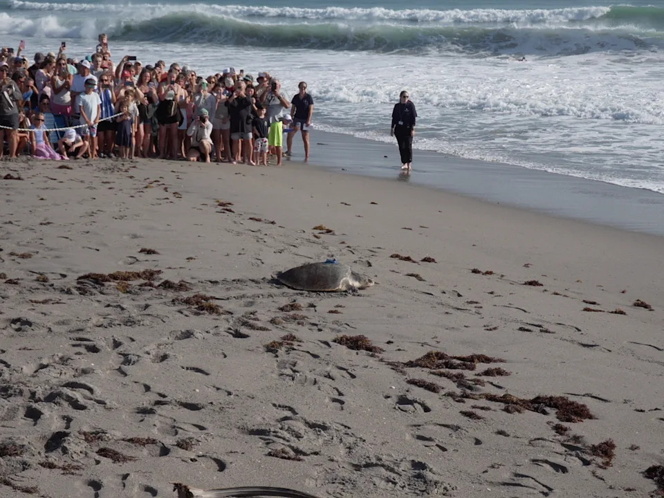 Three-Limbed Kemp's Ridley 'Amelie' Released and Tracked by Satellite After Amputation