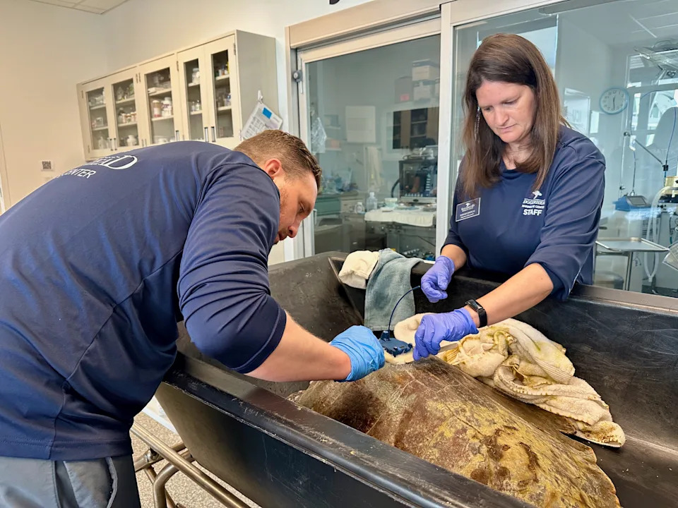 Three-Limbed Kemp's Ridley 'Amelie' Released and Tracked by Satellite After Amputation