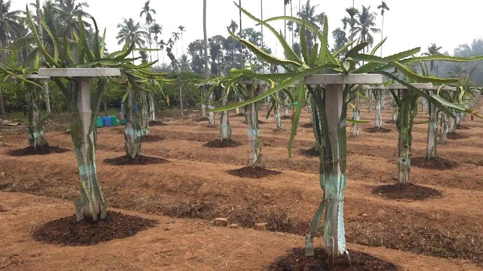 Trnoviti plod koji menja ekonomiju farmi u Indiji: Kako dragon fruit donosi stalni prihod