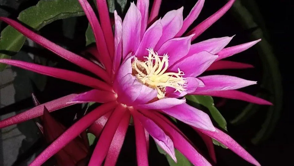 Trnoviti plod koji menja ekonomiju farmi u Indiji: Kako dragon fruit donosi stalni prihod