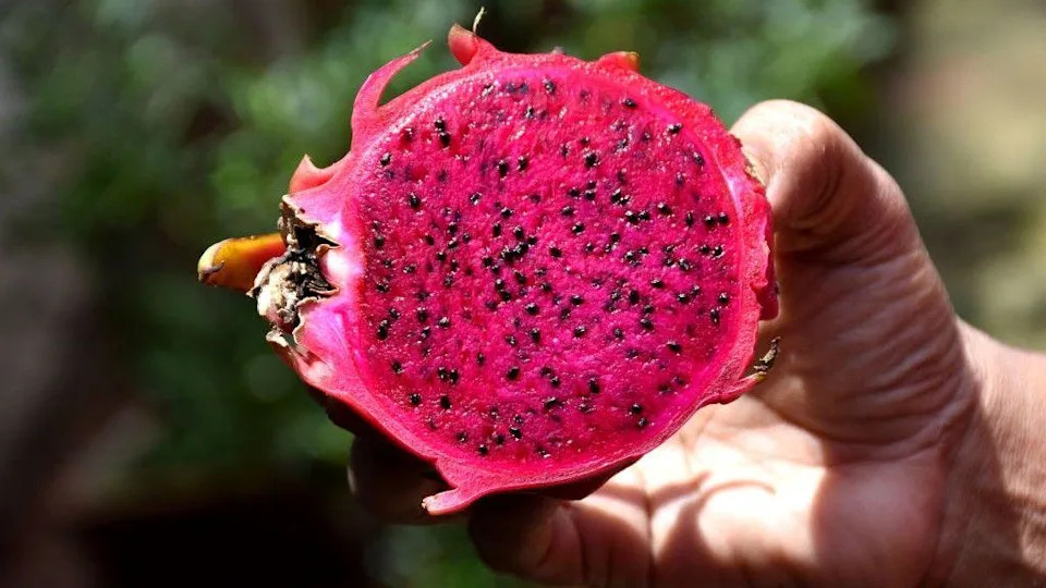 Trnoviti plod koji menja ekonomiju farmi u Indiji: Kako dragon fruit donosi stalni prihod