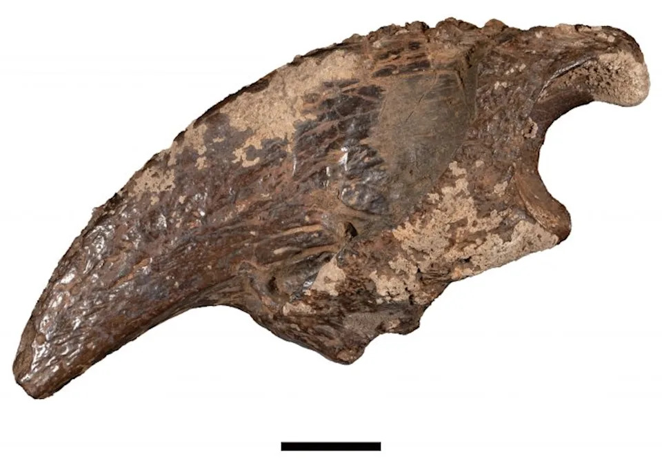 U poplavljenoj pećini u Teksasu otkriveni fosili džinovskog panciraša, mastodonta i zemaljskog lenjivca