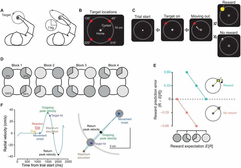 Dopamin Menja Brzinu Pokreta: Kako Očekivanje i Iznenađenje Ubrzavaju Naše Pokrete