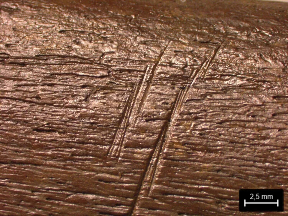 Neandertalci su obarali džinovske slonove: otkriće iz Lehringena potvrđuje planski lov pre oko 125.000 godina