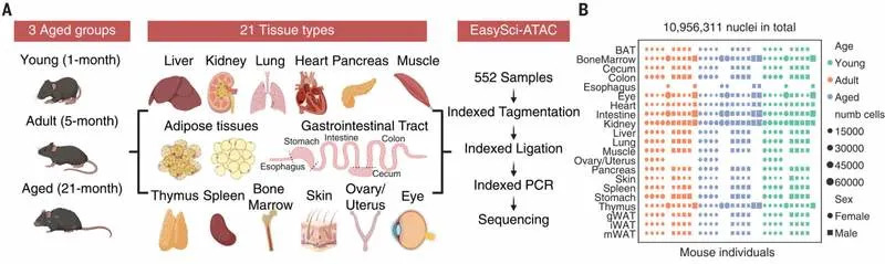 Mapa starenja: Naučnici analizirali skoro 7 miliona ćelija i otkrili koordinisane promene kroz celo telo