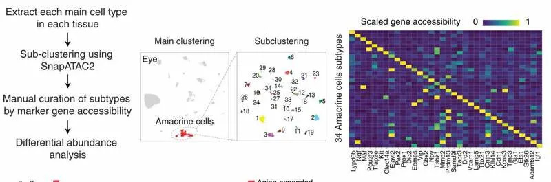 Mapa starenja: Naučnici analizirali skoro 7 miliona ćelija i otkrili koordinisane promene kroz celo telo