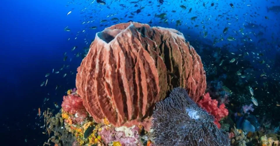 Novo otkriće: spužve Vilesida mogu pomeriti početak životinja za ~100 miliona godina