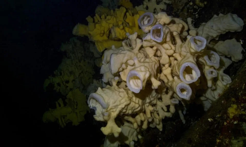 Novo otkriće: spužve Vilesida mogu pomeriti početak životinja za ~100 miliona godina