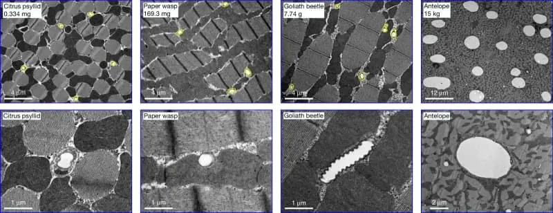 Zašto su nestali džinovski praistorijski insekti? Novo istraživanje menja objašnjenje