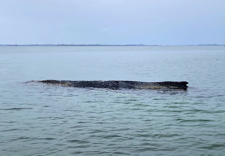 Nasukani grbavi kit kod Vismara slabi — spasioci sumnjaju da će stići do Atlantika