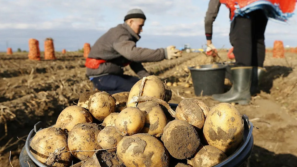 Severnokorejski radnici u Rusiji opisuju brutalne uslove: 