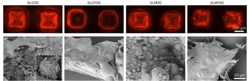 Mikronidelski flaster koji menja igru: Bezbolno prati imuni odgovor iz kože za 15–30 minuta