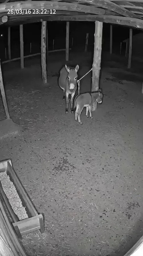 Provera činjenica: Video majke magarca koji brani mladunče je AI-generisan i lažan