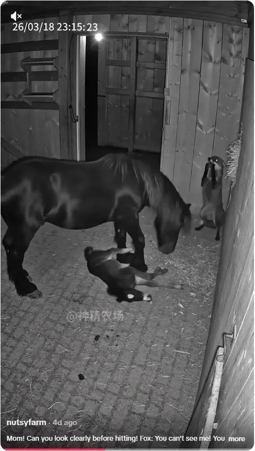 Provera činjenica: Video majke magarca koji brani mladunče je AI-generisan i lažan