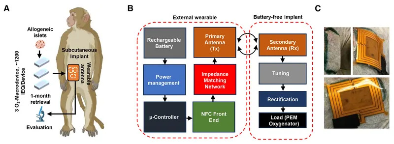 Mali podkožni implant koji proizvodi kiseonik može zameniti injekcije insulina — normoglikemija kod životinja do 90 dana