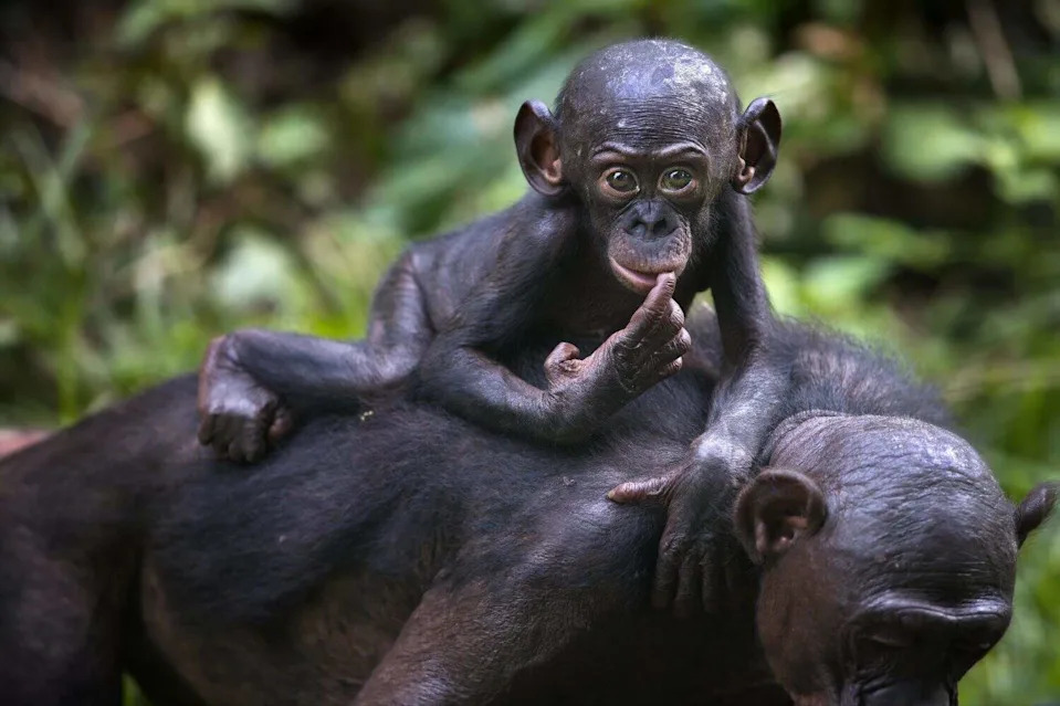 Bonobo Kanzi Pokazao Da Mašta Možda Nije Isključivo Ljudska — Šta Je Otkrila Igra „Čajanke“