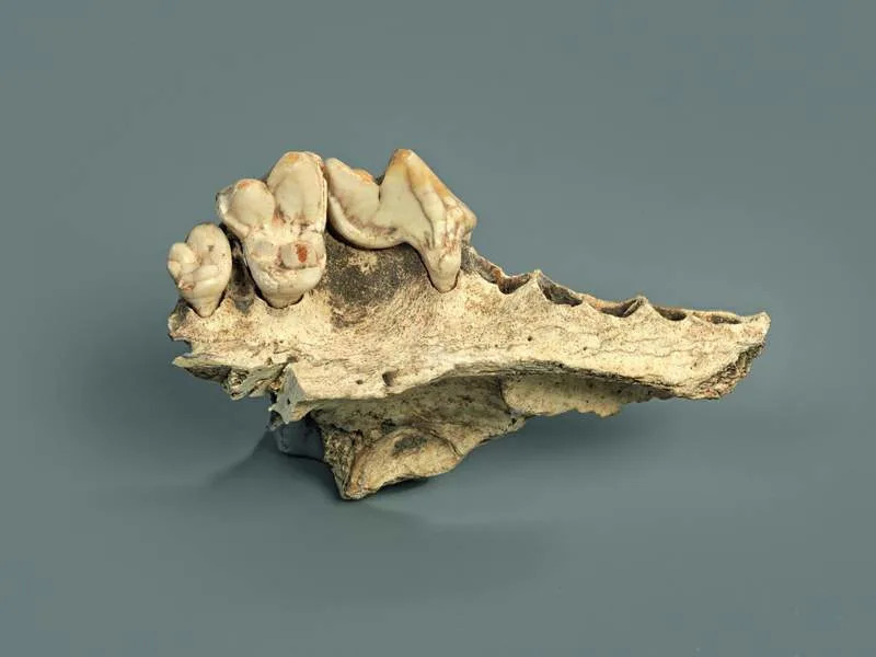 Otkriveno u Nature-u: Psi Su Saputnici Evropljana Pre 15.800 Godina